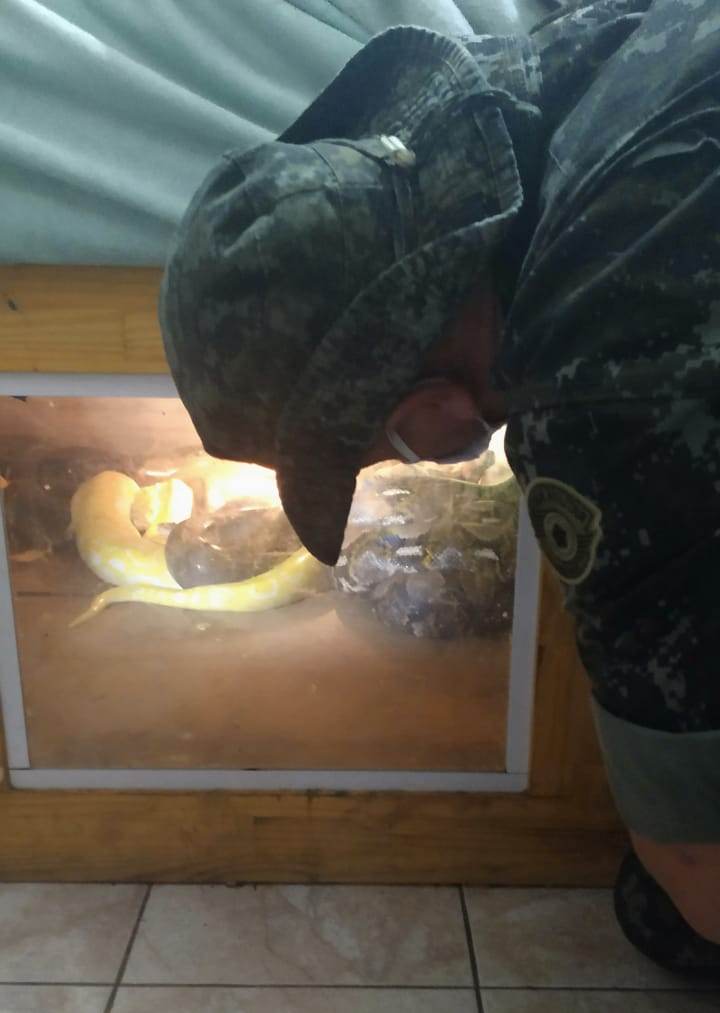 Cobras localizadas em cômodo de imóvel em Peruíbe, no litoral de SP / Divulgação/PM Ambiental