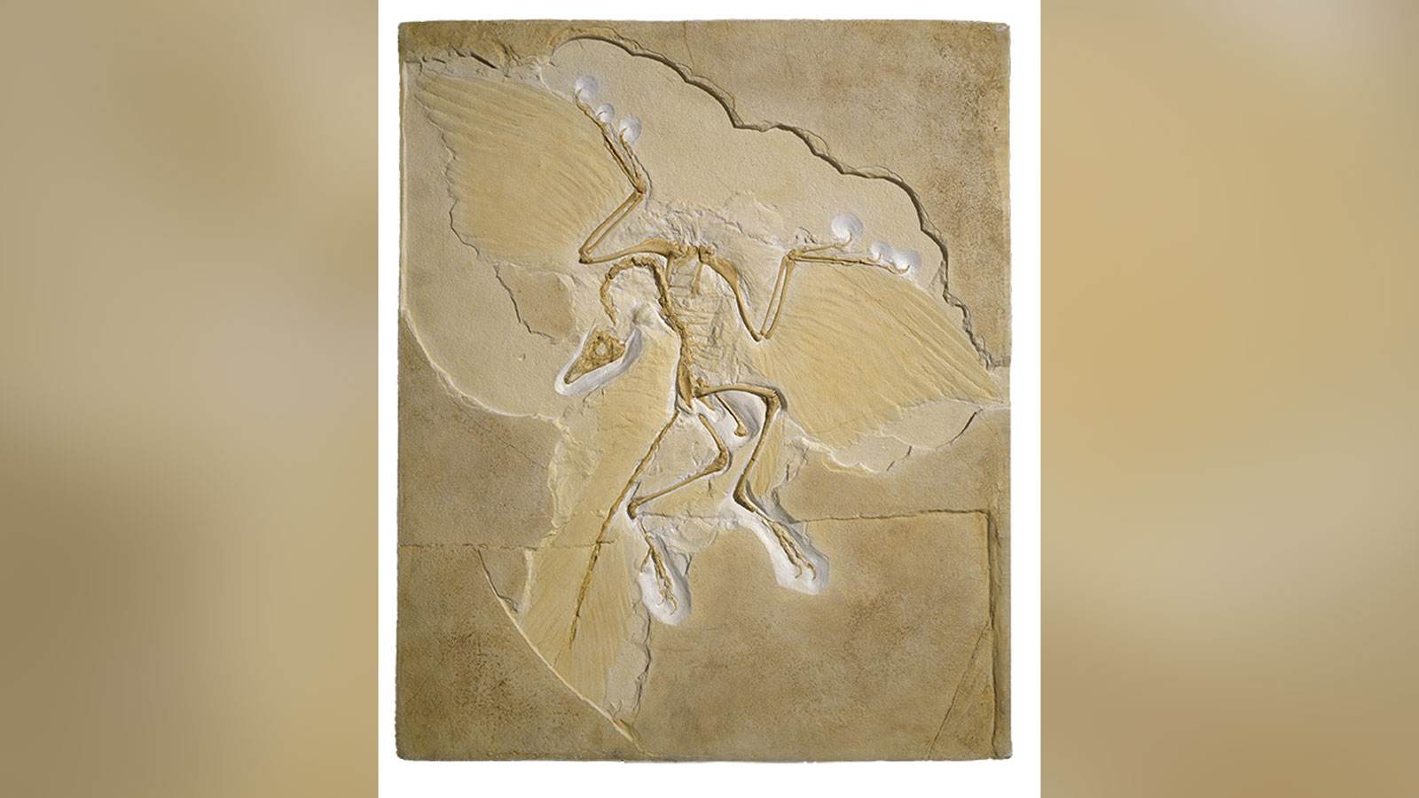 Embora o Archaeopteryx seja considerado a ave mais velha, ele não tem um esterno, algo que deixa os cientistas perplexos / Diomedia / Museu de História Natural