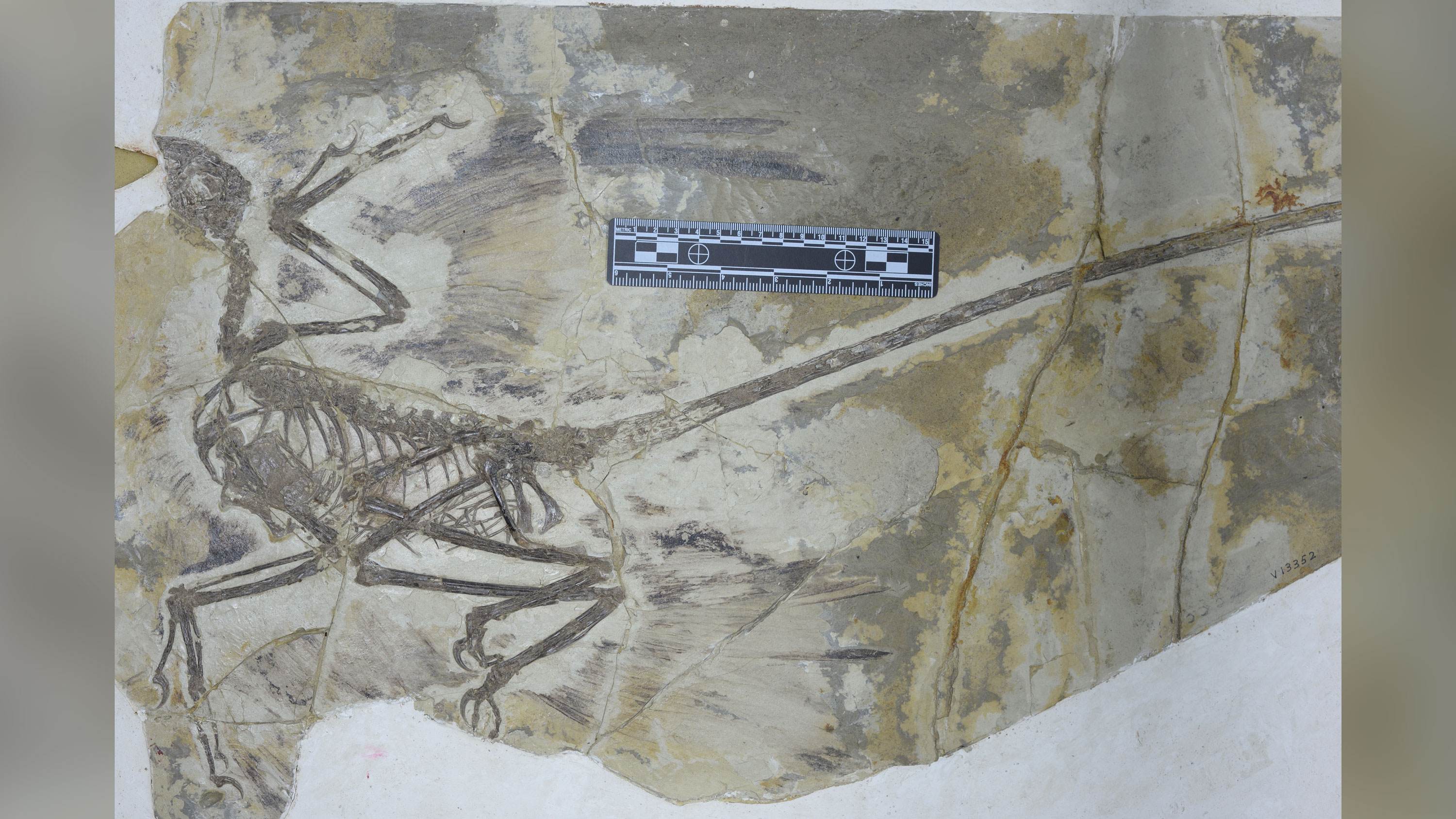 Fóssil de um microraptor, dinossauro que era capaz de voar com motorização / Cortesia/Michael Pittman