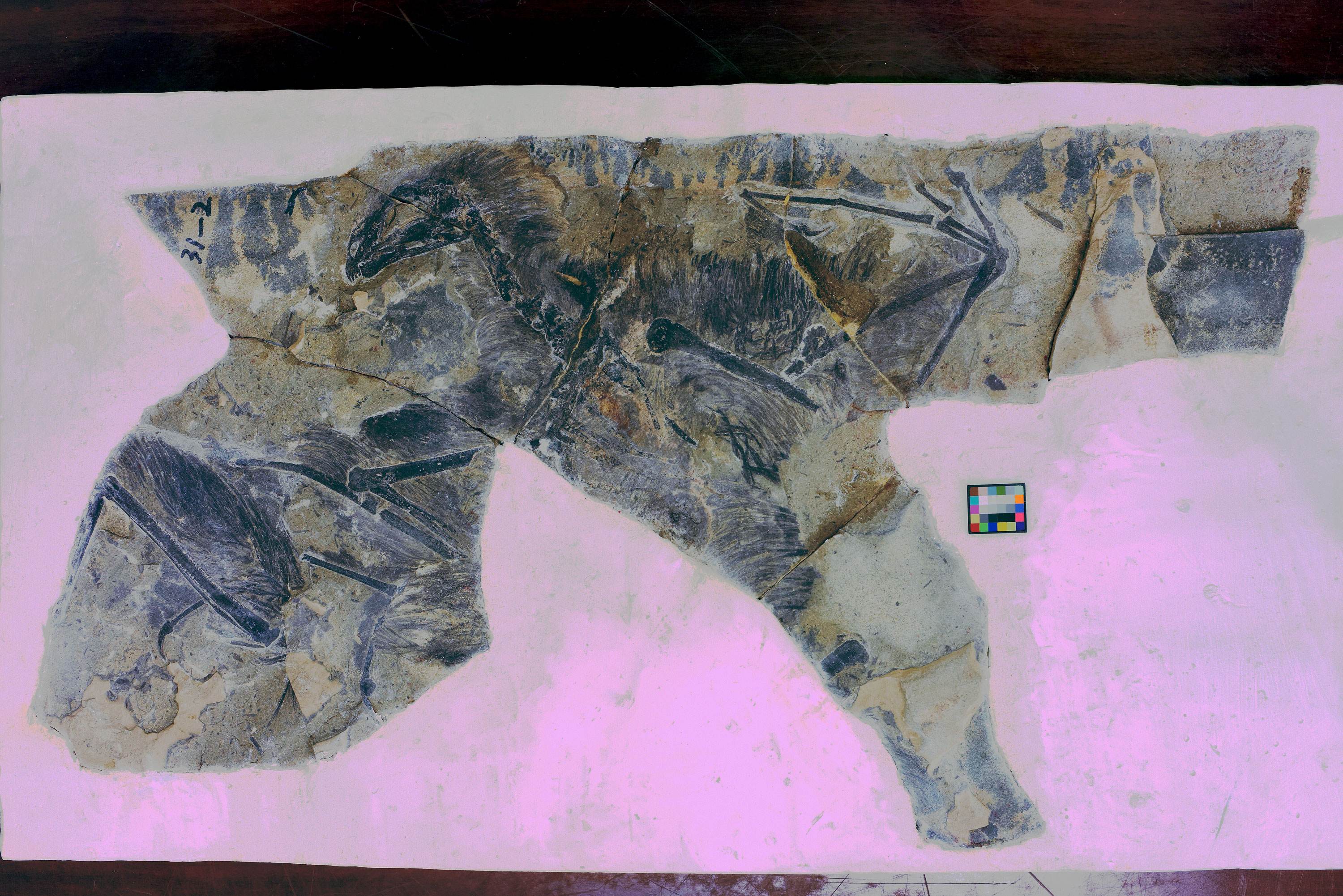 Fóssil mostra Yi qi, um planador que não sobreviveu à extinção dos dinossauros / Cortesia/Michael Pittman