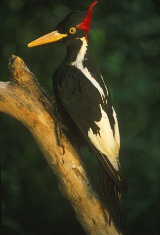Quase 3 bilhões de pássaros foram perdidos na América do Norte desde 1970, de acordo com um comunicado à imprensa do US Fish and Wildlife Service