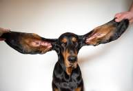 Cão orelhudo e animais de patinete; os recordes mais curiosos do Guinness 2022