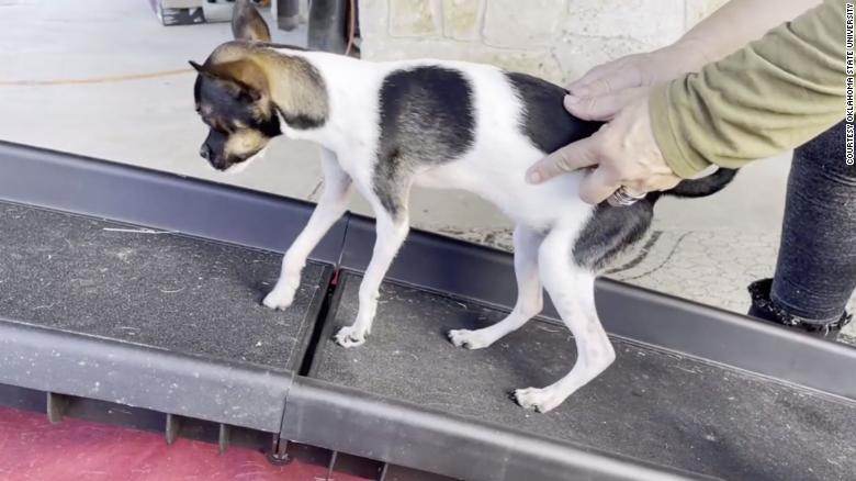 Após a cirurgia, o cãozinho já caminha e se recupera bem / Oklahoma State University