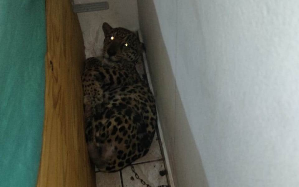 Onça-pintada encontrada em cômodo de residência em Peruíbe, SP