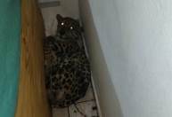 PM apreende cobras e onça-pintada com suspeitos de tráfico de animais