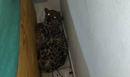Onça-pintada encontrada em cômodo de residência em Peruíbe, SP