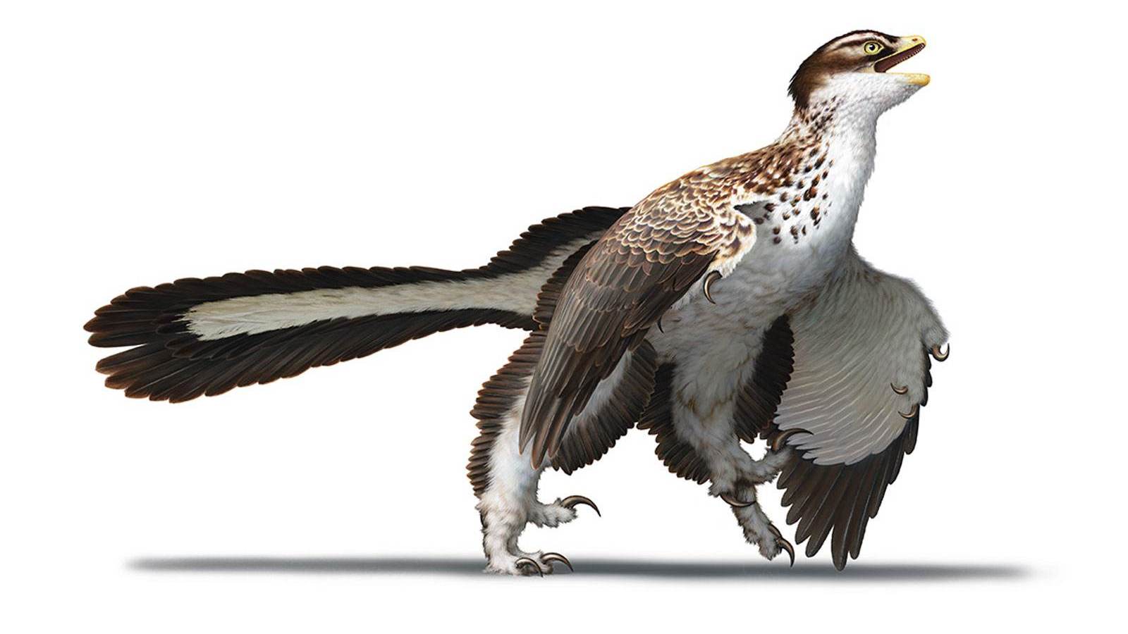 Representação artística de como era o Archaeopteryx quando viveu 155 milhões de anos atrás