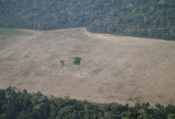 Amazon diz que vai restaurar florestas na Amazônia e ajudar agricultores no Pará