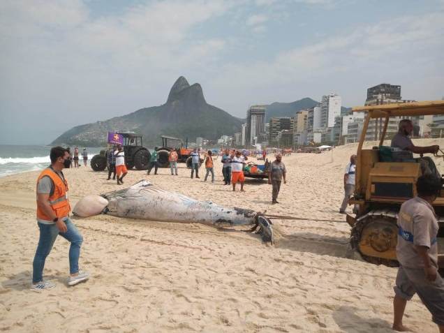Baleia é encontrada morta na praia do Leblon, no RJ, no sábado (18) / Comlurb