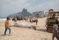 Baleia é encontrada morta na praia do Leblon, no Rio