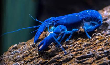 david-clode-VCevAFKFyVY-unsplash