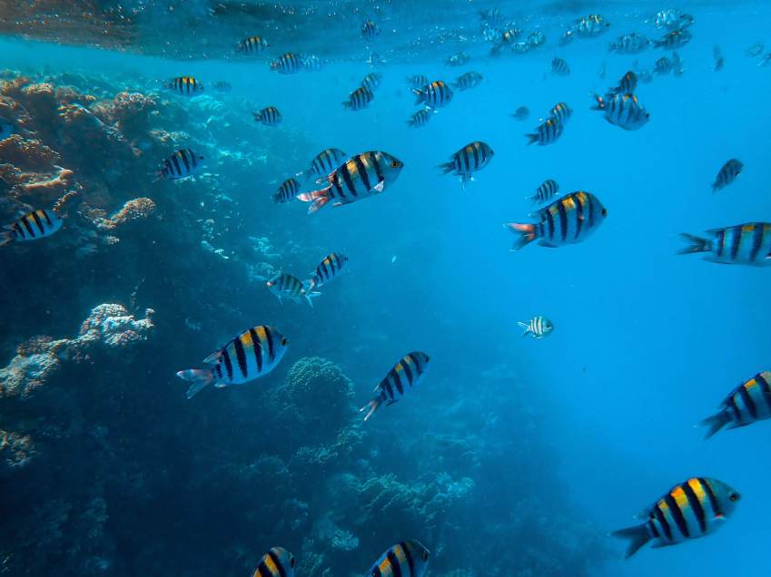 Estudos são essenciais para evitar impacto negativo na biodiversidade dos oceanos / Francesco Ungaro/Unsplash