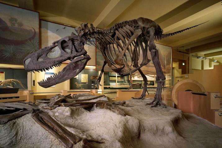 Um dinossauro da espécie Daspletosaurus, em exibição no Field Museum, em 1992, quando a exposição Life Over Time foi inaugurada / Field Museum