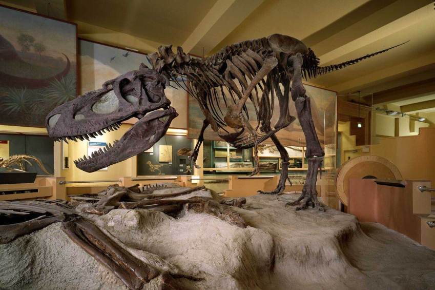 Um dinossauro da espécie Daspletosaurus, em exibição no Field Museum, em 1992, quando a exposição Life Over Time foi inaugurada / Field Museum