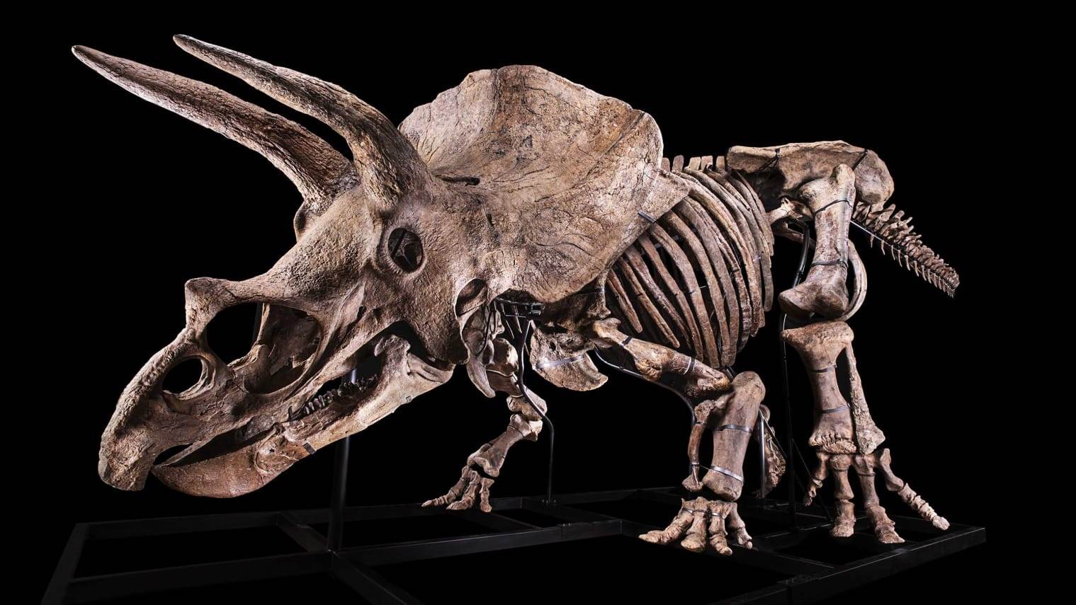 http___cdn.cnn.com_cnnnext_dam_assets_210901095730-01-big-john-triceratops-auction