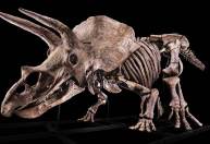 Maior esqueleto de Triceratops encontrado, com 66 milhões de anos, será leiloado