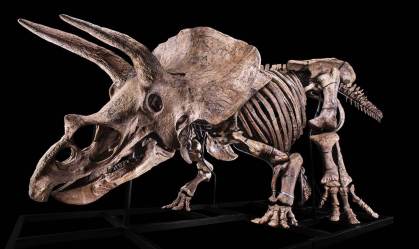 Maior esqueleto de Triceratops encontrado, com 66 milhões de anos, será leiloado