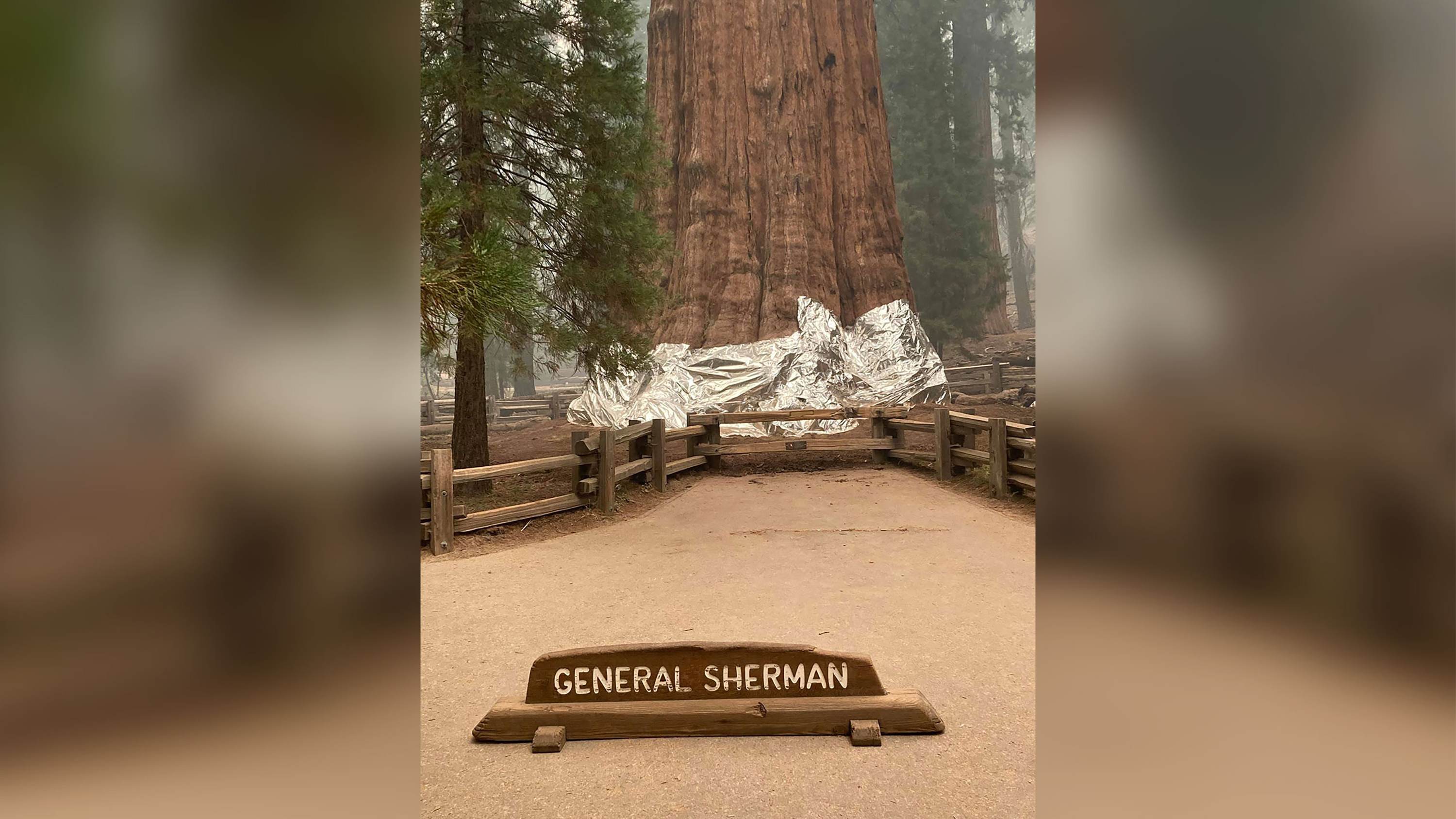 Sequoia wrapped in foil to protect it from fire