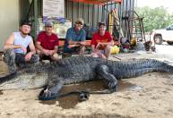Artefatos pré-históricos são encontrados em estômago de crocodilo nos EUA