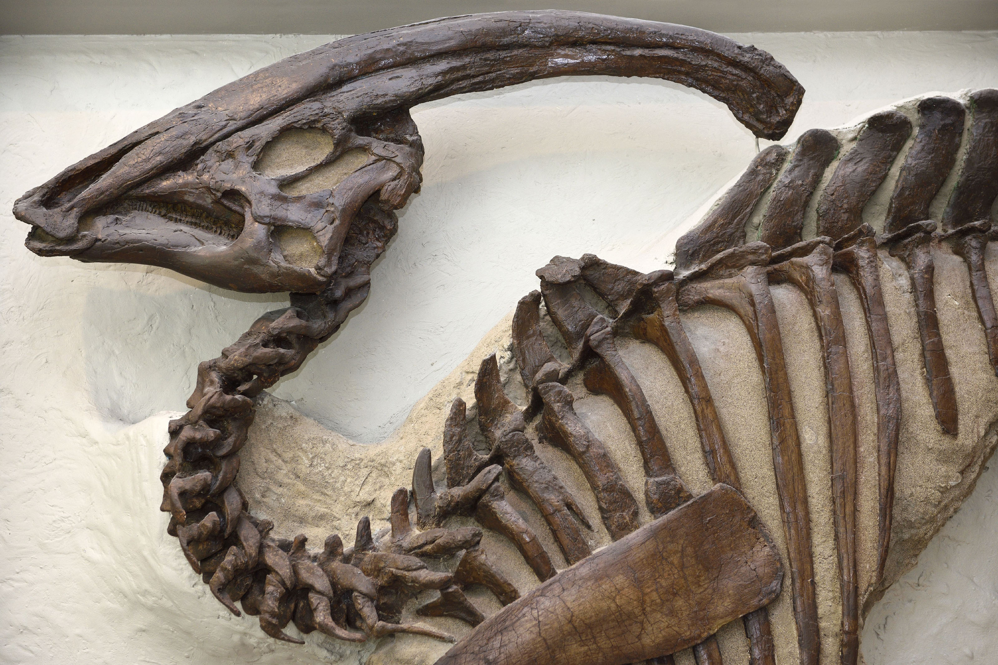 Crista tubular do dinossauro Parasaurolophus Hadrosau / Koichi Kamoshida/Getty Images