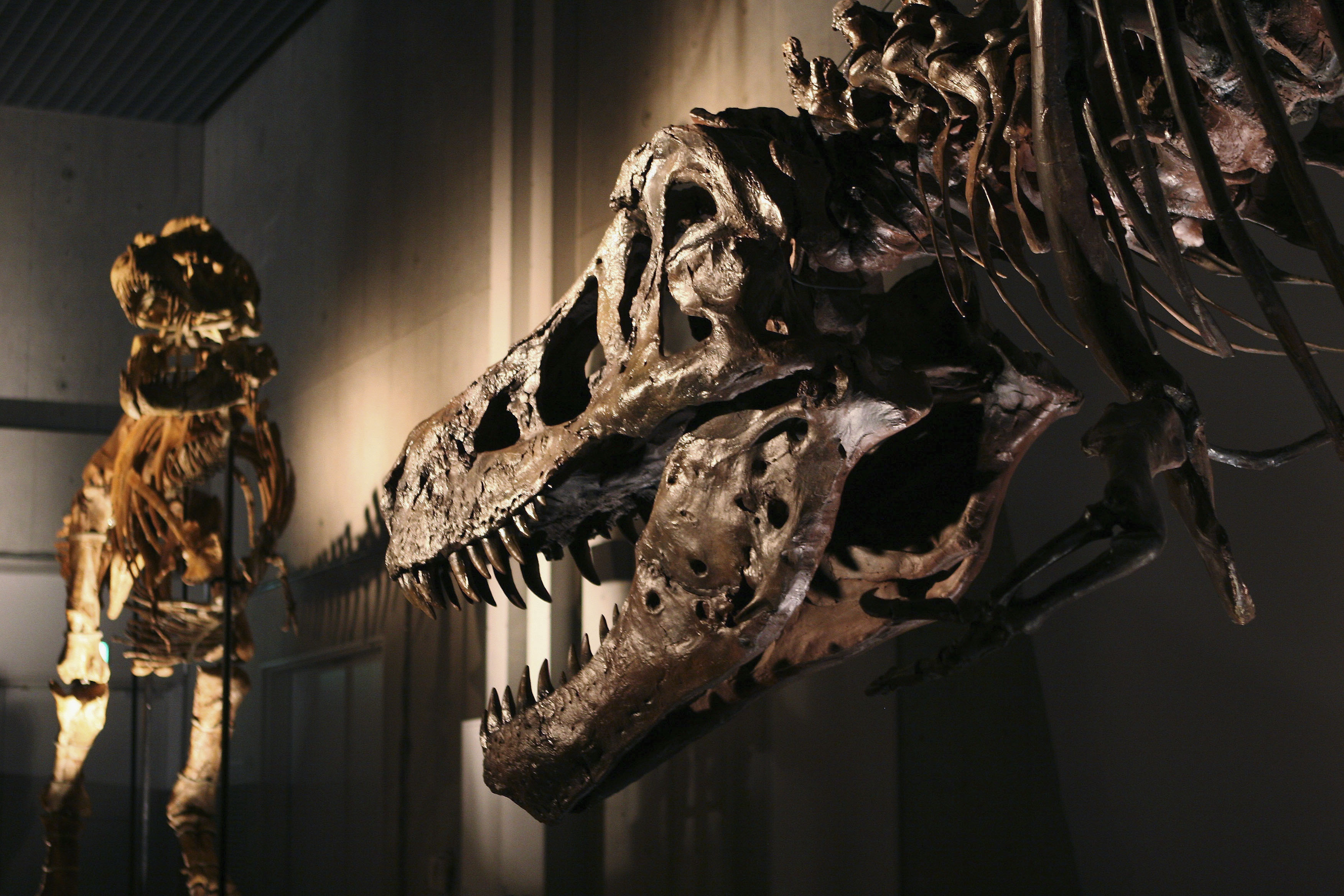 World's Largest Tyrannosaurus Rex Unveiled At The Dinosaur Expo 2005
