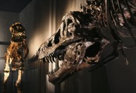 Doenças dos dinossauros podem informar sobre como as espécies viveram e morreram