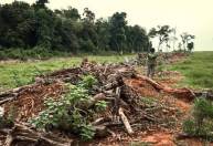 Maioria dos produtores rurais ajuda a conservar a Mata Atlântica, diz MapBiomas