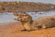 Mutirão salva 70 jacarés que disputavam poça no Pantanal