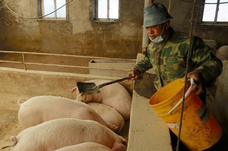 Homem alimenta os porcos em sua fazenda em Changtu, na China