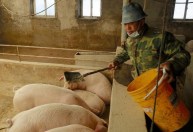 China tem maior produção de carne suína em 3 anos, com recuperação no rebanho