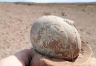 Fósseis da Patagônia mostram que dinossauros tinham mentalidade de rebanho