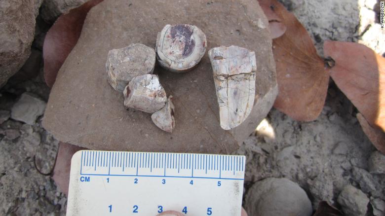 Durante o estudo, equipes de campo encontraram fragmentos de presa isolados na Zâmbia em 2018 / Foto: Reprodução/Ken Angielczyk