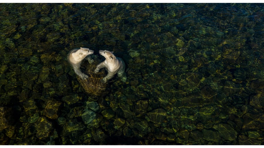 Ursos polares fêmeas brincando na água / Martin Gregus/Wildlife Photographer of the Year