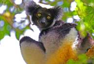 Lêmures indri estão entre os poucos animais que têm ritmo, diz estudo