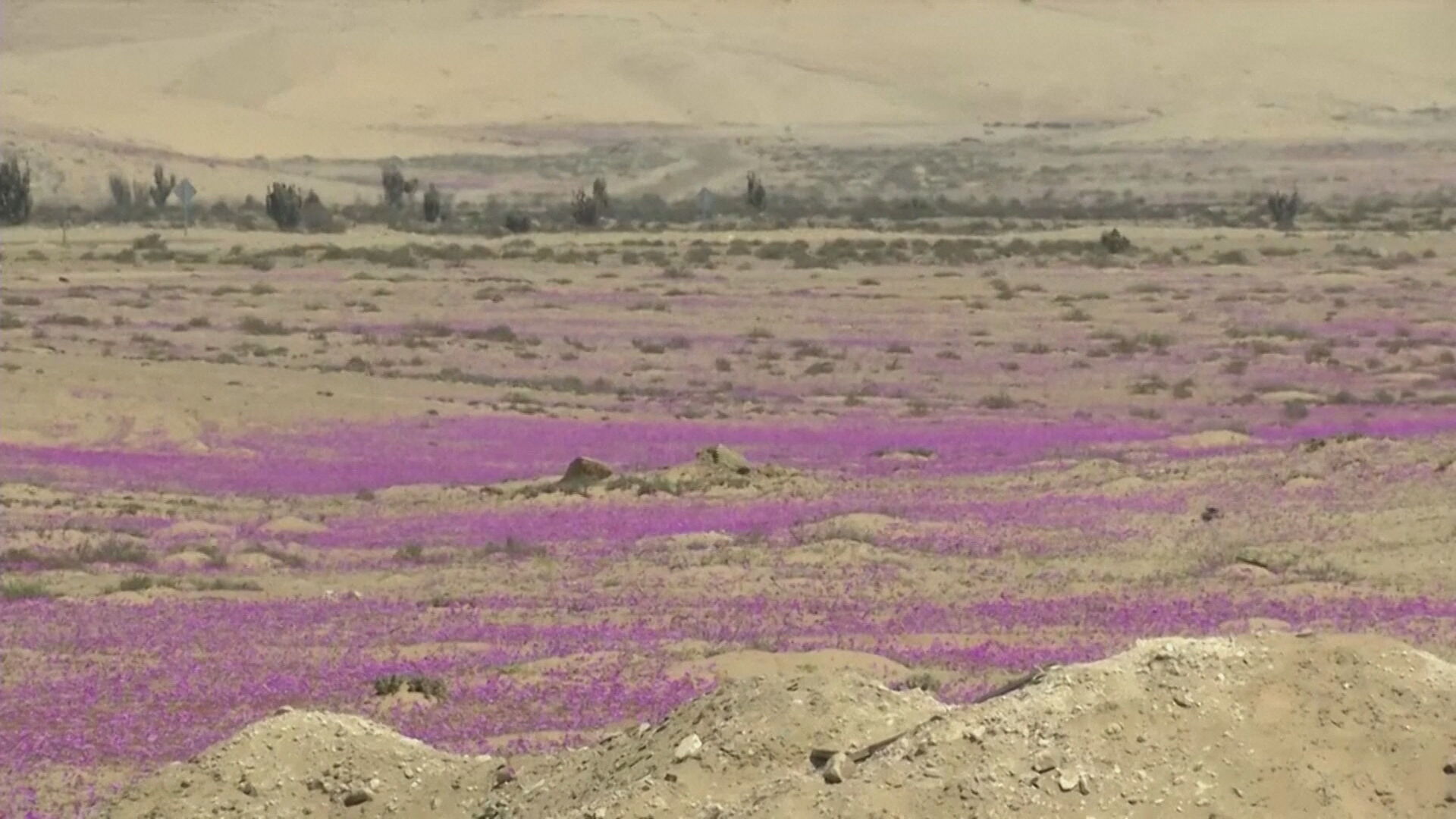 Primavera traz flores para o deserto do Atacama