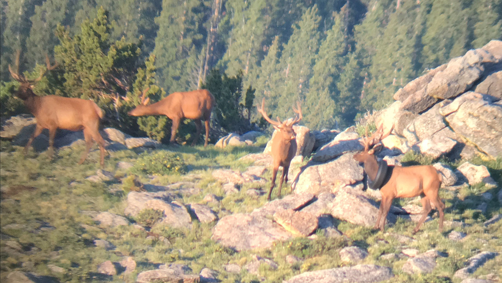 Primeira vez em que o pneu foi visto no pescoço do animal, em 2019 / Colorado Parks and Wildlife
