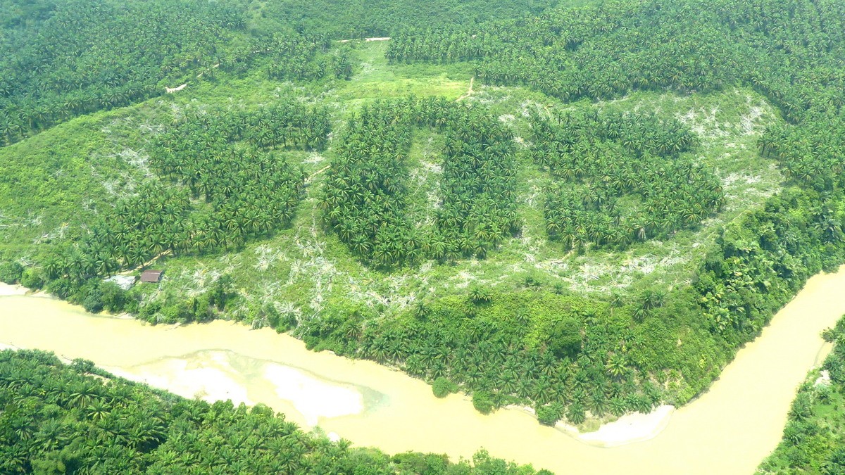 Formação da sigla "SOS" chama a atenção para a destruição do patrimônio na floresta de Sumatra, na Indonésia / Peter Howard / Unesco