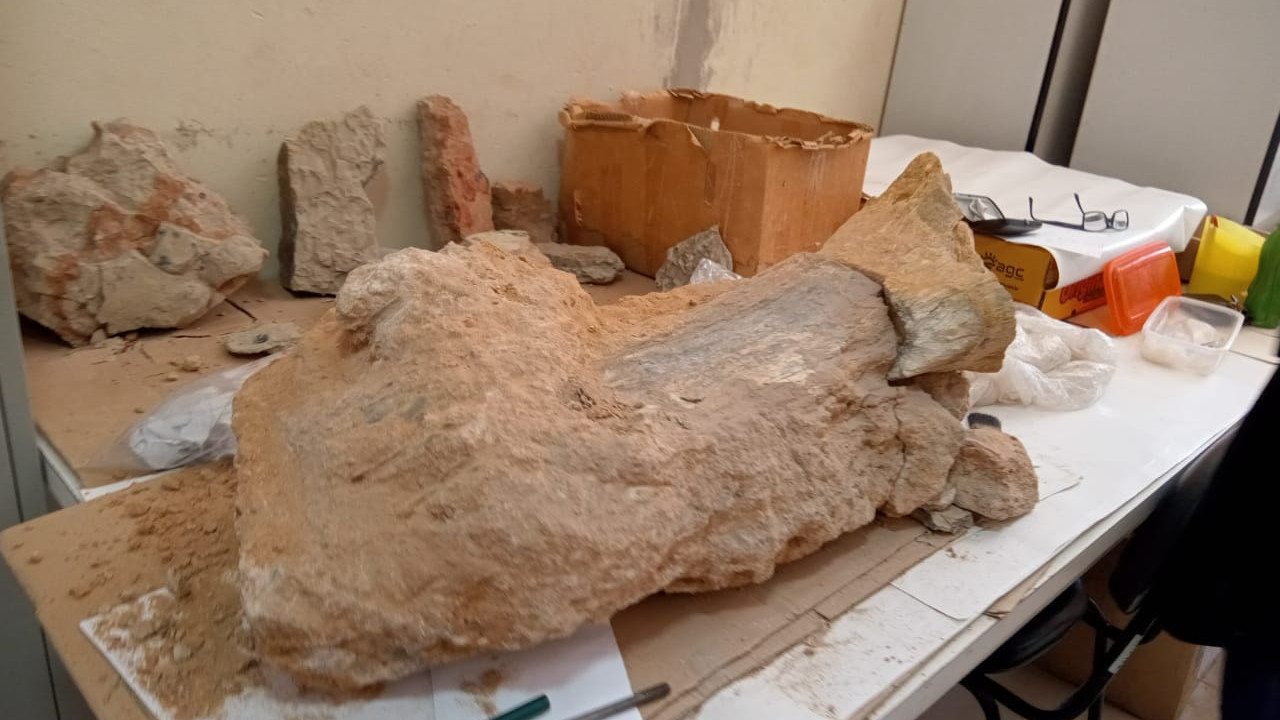 Fóssil foi levado ao Museu de Paleontologia de Marília (SP) / Entrevias