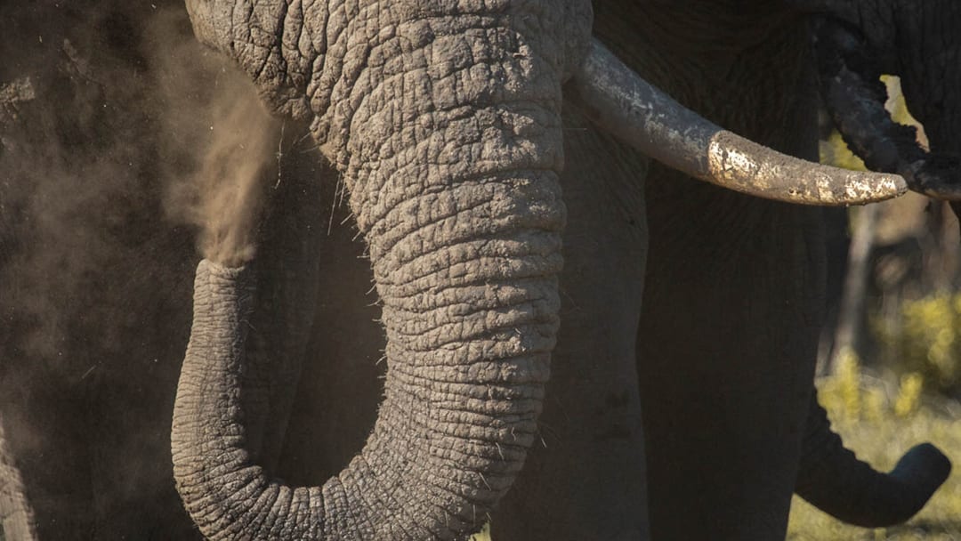 Elefante do Parque Nacional de Gorongosa, em Moçambique, exibe apenas uma presa de marfim; presas são ferramentas fundamentais para estes animais, que foram amplamente caçados ao longo dos anos / Foto: Gorongosa National Park