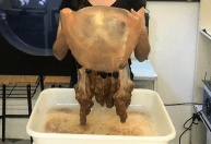 Pesquisadores de Santa Catarina capturam exemplar raro de água-viva gigante