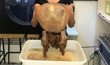 Pesquisadores de Santa Catarina capturam exemplar raro de água-viva gigante