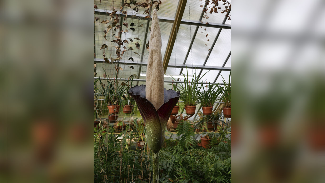 Planta Pênis Holanda