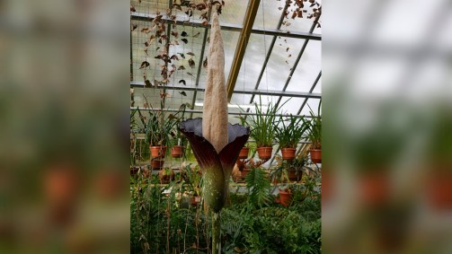 Planta Pênis Holanda