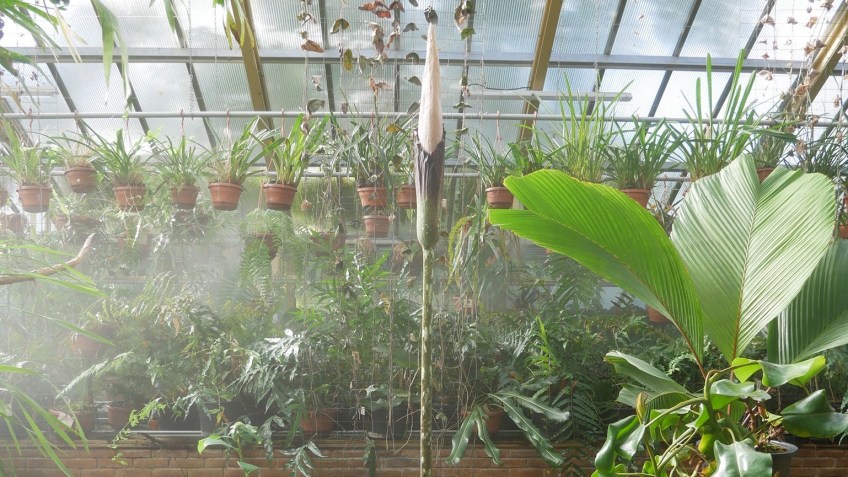 Amorphophallus decus-silvae antes de florecer / Jardim botânico da Universidade de Leiden