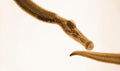Schistosoma-CDC
