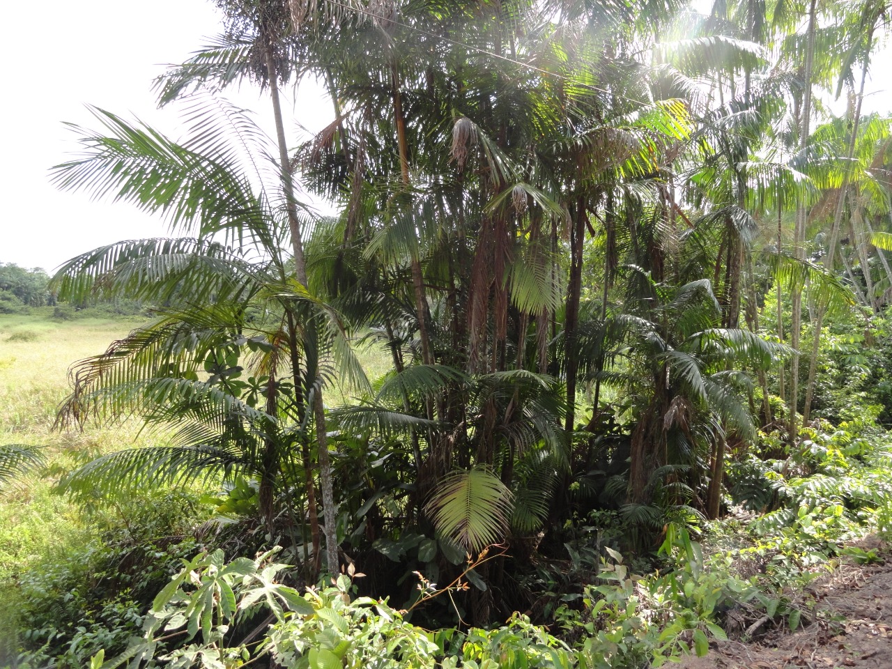 Áreas em processo natural de regeneração no município de Paragominas, Pará / Arquivo Imazon