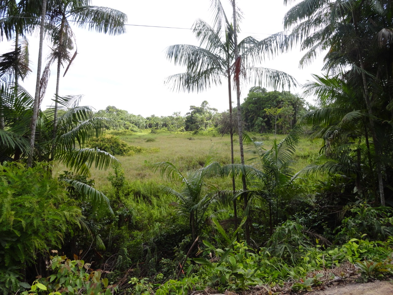 Áreas em processo natural de regeneração no município de Paragominas, Pará