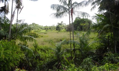 Área do tamanho da Irlanda está em processo de regeneração na Amazônia
