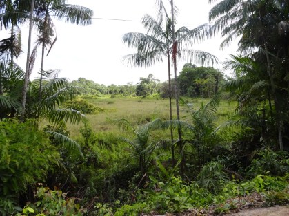 Áreas em processo natural de regeneração no município de Paragominas, Pará