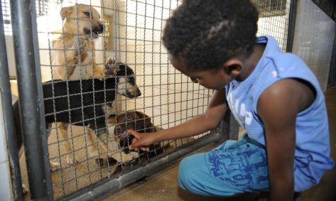 Criança brinca com filhotes de cachorro para doação